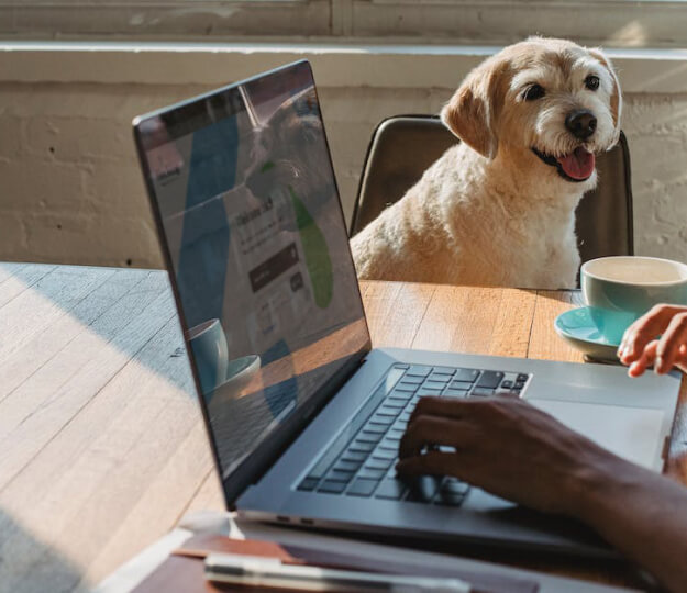 laptop on a table displaying hvbonline.com and a dog sitting in a chair at the table